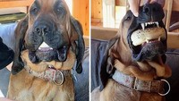 Anjing ini awalnya tidak diketahui aksinya, tapi ternyata di dalam mulutnya terdapat bagel curian. Foto: Site News