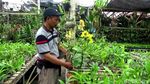 Cuan Jutaan Rupiah Berkat Budidaya Anggrek