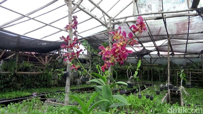 Berkah Budidaya Bunga Anggrek di Lumajang Berkah Budidaya Bunga Anggrek di Lumajang