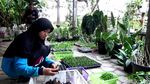 Cuan Jutaan Rupiah Berkat Budidaya Anggrek