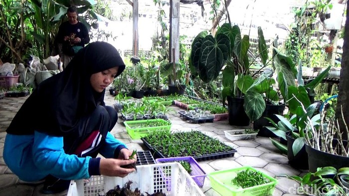 Berkah Budidaya Bunga Anggrek di Lumajang Berkah Budidaya Bunga Anggrek di Lumajang