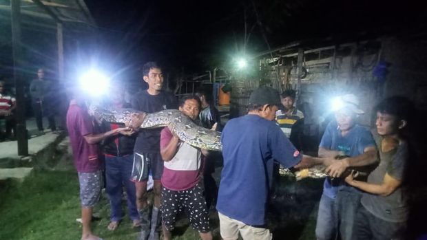 Warga di Kabupaten Bone Bolango, Gorontalo, menangkap dan membunuh ular piton berukuran 7,5 meter yang ditemukan di sungai.