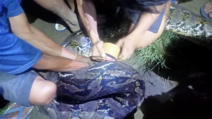 Warga di Kabupaten Bone Bolango, Gorontalo, menangkap dan membunuh ular piton berukuran 7,5 meter yang ditemukan di sungai.