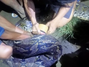 Warga di Bone Bolango Tangkap-Bunuh Ular Piton 7,5 Meter Saat Mancing
