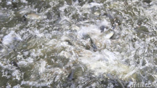 Ikan nila Kawali tengah menyantap pakan yang ditebar