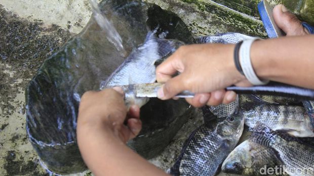 Ikan nila rangu tengah dibersihkan