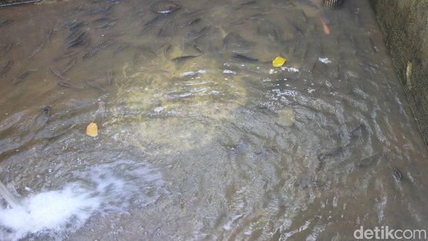 Ikan nila rangu yang siap dipanen
