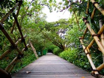 Pengunjung Ekowisata Mangrove Wonorejo Melonjak hingga 60% Saat Libur Nataru