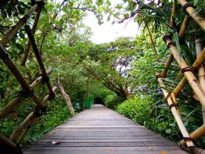Pengunjung Ekowisata Mangrove Wonorejo Melonjak hingga 60% Saat Libur Nataru