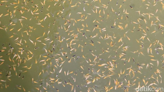 Kolam pendederan ikan koi di Kampung Nila Kawali