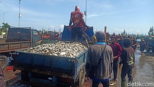 Aktivitas penimbangan ikan di PPN Pengambengan, Kecamatan Negara, Kabupaten Jembrana, Jumat (30/8/2024). (I Putu Adi Budiastrawan/detikBali).