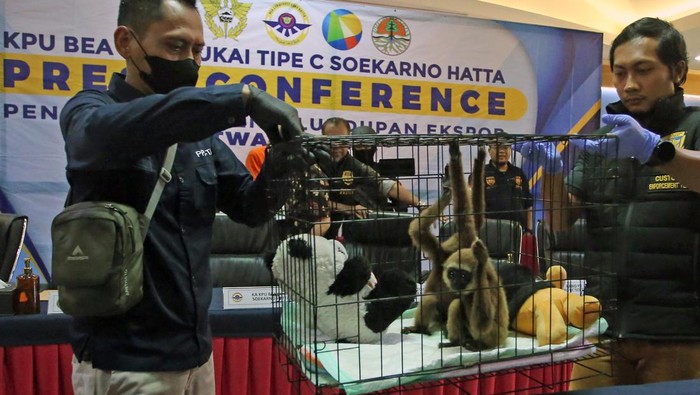 Petugas menunjukkan barang bukti satwa primata saat rilis penegahan penyelundupan satwa langka primata di Kantor Bea Cukai Bandara Soekarno Hatta, Tangerang, Banten, Jumat (30/8/2024). Bea Cukai berhasil menggagalkan penyelundupan satwa langka berupa tiga ekor hewan primata satu ekor jenis Owa Siamang (Symphalangus syndactylus) dan dua ekor Owa Ungko (Hylobates agilis) yang akan diselundupkan ke Dubai oleh warga negara Mesir. ANTARA FOTO/Muhammad Iqbal/aww.