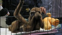 Bea Cukai berhasil menggagalkan penyelundupan satwa langka berupa tiga ekor hewan primata satu ekor jenis Owa Siamang (Symphalangus syndactylus) dan dua ekor Owa Ungko (Hylobates agilis).