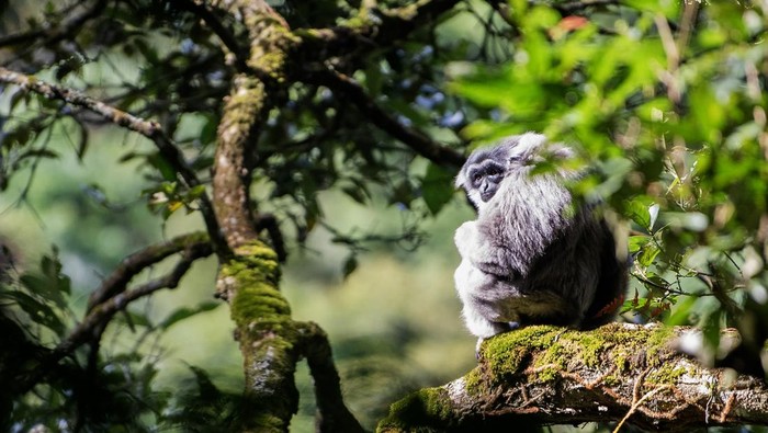 Potret Kawanan Owa Jawa, Penghuni Pegunungan Puntang Seekor Owa Jawa (Hylobates moloch) bergelantungan di dahan pohon di kawasan hutan lindung Malabar, pegunungan Puntang, Kabupaten Bandung, Jawa Barat, Jumat (30/8/2024). Pertamina Hulu Energi (PHE) melalui PEP Subang Field Regional Jawa sebagai Subholding Upstream Pertamina berkolaborasi dengan Yayasan Owa Jawa melakukan pengamatan perilaku Owa Jawa dari jarak yang aman sebagai upaya penyelamatan primata langka di Gunung Puntang yang termasuk dalam program pelestarian keanekaragaman hayati. ANTARA FOTO/M Agung Rajasa/foc.