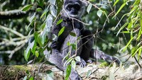 Kegiatan ini sebagai upaya penyelamatan primata langka di Gunung Puntang yang termasuk dalam program pelestarian keanekaragaman hayati. 