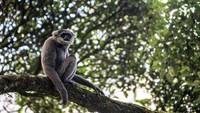 Salah satu kawasan habitat Owa Jawa adalah Gunung Puntang. Namun perburuan membuat populasi kera endemik Pulau Jawa ini terancam.  