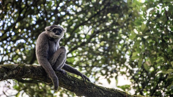 Seekor Owa Jawa (Hylobates moloch) bergelantungan di dahan pohon di kawasan hutan lindung Malabar, pegunungan Puntang, Kabupaten Bandung, Jawa Barat, Jumat (30/8/2024). Pertamina Hulu Energi (PHE) melalui PEP Subang Field Regional Jawa sebagai Subholding Upstream Pertamina berkolaborasi dengan Yayasan Owa Jawa melakukan pengamatan perilaku Owa Jawa dari jarak yang aman sebagai upaya penyelamatan primata langka di Gunung Puntang yang termasuk dalam program pelestarian keanekaragaman hayati. ANTARA FOTO/M Agung Rajasa/foc.