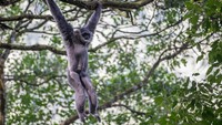 Seekor Owa Jawa (Hylobates moloch) bergelantungan di dahan pohon di kawasan hutan lindung Malabar, pegunungan Puntang, Kabupaten Bandung, Jawa Barat, Jumat (30/8/2024).