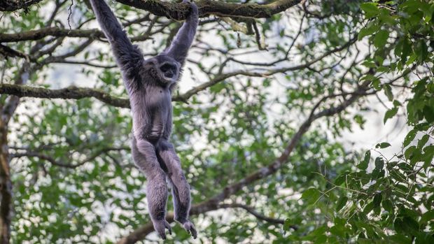 Potret Kawanan Owa Jawa, Penghuni Pegunungan Puntang Seekor Owa Jawa (Hylobates moloch) bergelantungan di dahan pohon di kawasan hutan lindung Malabar, pegunungan Puntang, Kabupaten Bandung, Jawa Barat, Jumat (30/8/2024). Pertamina Hulu Energi (PHE) melalui PEP Subang Field Regional Jawa sebagai Subholding Upstream Pertamina berkolaborasi dengan Yayasan Owa Jawa melakukan pengamatan perilaku Owa Jawa dari jarak yang aman sebagai upaya penyelamatan primata langka di Gunung Puntang yang termasuk dalam program pelestarian keanekaragaman hayati. ANTARA FOTO/M Agung Rajasa/foc.