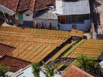 Potret Penjemuran Tembakau di Tanjungsari Sumedang