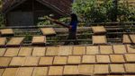 Potret Penjemuran Tembakau di Tanjungsari Sumedang