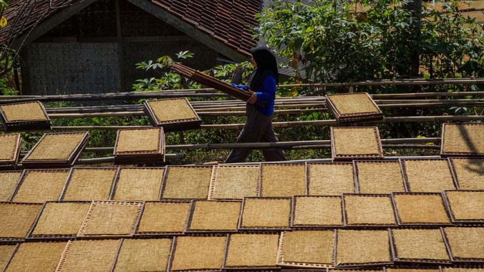 Potret Penjemuran Tembakau di Tanjungsari Sumedang A farmer arranges trays of tobacco drying in Tanjungsari, Sumedang Regency, on August 29, 2024. During the dry season, villagers work to process their tobacco leaves. Trays of tobacco drying in the sun fill the village streets, rooftops, and terraces. Tobacco from this village is sent to various regions in West Java and exported abroad. (Photo by Algi Febri Sugita/NurPhoto via Getty Images)