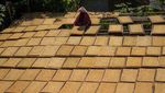 Potret Penjemuran Tembakau di Tanjungsari Sumedang