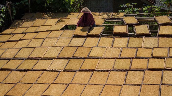 A farmer arranges trays of tobacco drying in Tanjungsari, Sumedang Regency, on August 29, 2024. During the dry season, villagers work to process their tobacco leaves. Trays of tobacco drying in the sun fill the village streets, rooftops, and terraces. Tobacco from this village is sent to various regions in West Java and exported abroad. (Photo by Algi Febri Sugita/NurPhoto via Getty Images)