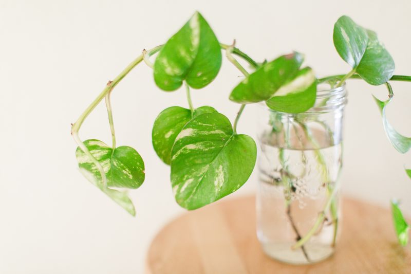 Propagating a Golden Pothos Plant in a mason jar in Palm Beach, Florida.Also known as the Epipremnum aureum. The Pothos Plant is a trailing, leafy vine that can reach lengths of up to 40 feet in tropical jungles. Its genus name is derived from the Greek words epi (meaning upon) and premnon (meaning a trunk) in reference to its growing on tree trunks.Indoors, the pothos plant usually confines itself to about six to 10 feet. Its leaves are bright and waxy with a noteworthy pointed heart shape, and are often green or variegated in white, yellow, or pale green. It is rare for them to flower or produce berries, especially indoors, but certain varietals can have tiny, petal-less white flowers that feature small berries.Also called devil's ivy, pothos can be grown in hanging baskets or as a potted plant on a desk. They are excellent at helping to purify the air and tolerant of fluorescent light, making them a popular choice for office environments. These plants can also help cleanse the air when grown in your home or office, as well.