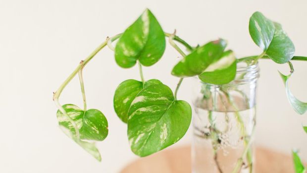 Propagating a Golden Pothos Plant in a mason jar in Palm Beach, Florida.Also known as the Epipremnum aureum. The Pothos Plant is a trailing, leafy vine that can reach lengths of up to 40 feet in tropical jungles. Its genus name is derived from the Greek words epi (meaning upon) and premnon (meaning a trunk) in reference to its growing on tree trunks.Indoors, the pothos plant usually confines itself to about six to 10 feet. Its leaves are bright and waxy with a noteworthy pointed heart shape, and are often green or variegated in white, yellow, or pale green. It is rare for them to flower or produce berries, especially indoors, but certain varietals can have tiny, petal-less white flowers that feature small berries.Also called devil's ivy, pothos can be grown in hanging baskets or as a potted plant on a desk. They are excellent at helping to purify the air and tolerant of fluorescent light, making them a popular choice for office environments. These plants can also help cleanse the air when grown in your home or office, as well.