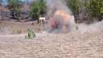 Aksi TNI, US Army dan ADF Latihan Jinakkan Bahan Peledak