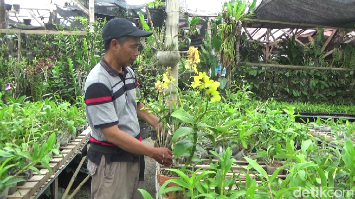 Budidaya anggrek di Lumajang bikin Eko cuan Rp 15 juta per bulan