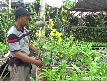 Budidaya Anggrek Cantik di Lumajang Bikin Eko Cuan hingga Rp 15 Juta