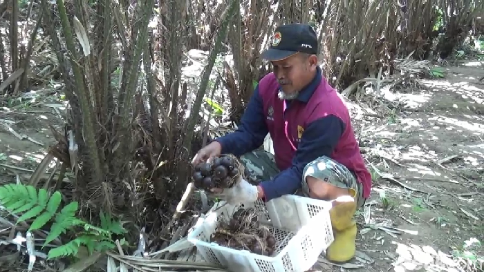 Budidaya salak di Lumajang