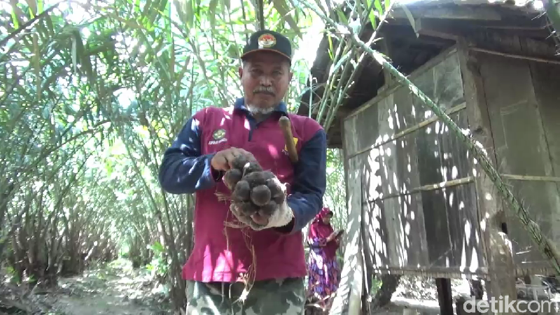 Budidaya salak di Lumajang