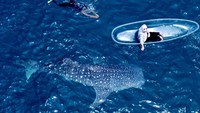 Wisatawan melihat Hiu Paus (Rhincodon Typus) dengan menaiki perahu di objek wisata Hiu Paus Desa Botubarani, Kabupaten Bone Bolango, Gorontalo, Sabtu (31/8/2024).