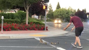 Pada bulan Mei 2023, Casey Rivara, seorang ayah dari dua anak, secara tragis kehilangan nyawanya saat membantu keluarga bebek menyeberang jalan di California. Insiden itu terjadi ketika dia ditabrak kendaraan saat dia memastikan keselamatan anak itik. Peristiwa yang memilukan ini ditangkap dalam sebuah foto yang diambil beberapa saat sebelum kecelakaan fatal. Foto: Historicfix