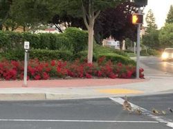 Foto yang Diambil Sebelum Tragedi Menakutkan Terjadi