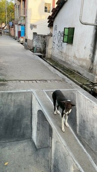 Kundan Chowdhury menghibur tetangganya dengan gambar ilusi 3D yang dia buat dengan kapur. Hasilnya benar-benar kelihatan nyata!