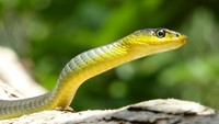 Bukan Garam, Ini 11 Bahan Alami yang Ampuh Usir Ular dari Rumah