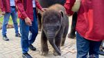 KBS Kenalkan Anak Gajah Rocky Balboa ke Pegunjung