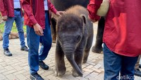Dirut PDTS KBS Khoirul Anwar mengatakan bahwa Rocky merupakan anak gajah yang sangat aktif dibandingkan dengan anak gajah terdahulunya, Dumbo yang mati pada 2021 lalu.