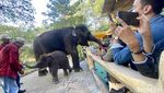 KBS Kenalkan Anak Gajah Rocky Balboa ke Pegunjung