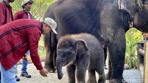 KBS Kenalkan Anak Gajah Rocky Balboa ke Pegunjung