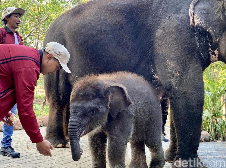 KBS Kenalkan Anak Gajah Rocky Balboa ke Pegunjung