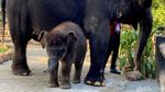 KBS Kenalkan Anak Gajah Rocky Balboa ke Pegunjung