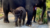 Saat diperkenalkan kepada pengunjung. Anak gajah itu terlihat gagah dan aktif.
