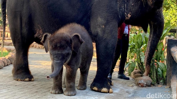 KBS Kenalkan Anak Gajah Rocky Balboa, KBS Kenalkan Anak Gajah Rocky Balboa,