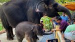 KBS Kenalkan Anak Gajah Rocky Balboa ke Pegunjung