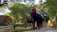 Mulai besok, Minggu (1/9) Rocky akan menemani para pengunjung di kawasan gajah Kebun Binatang Surabaya bersama dengan lima gajah lainnya.